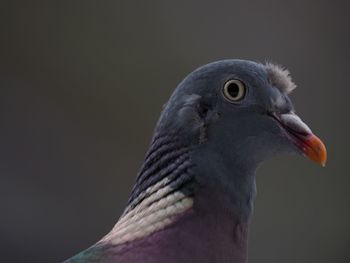 Close-up of a bird