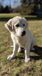 Close-up of dog on field