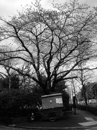 Bare trees along road