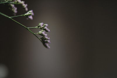 Close-up of flower plant