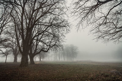 Bare trees on field in foggy weather