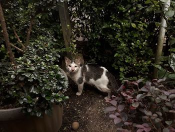 Cat on plants against trees