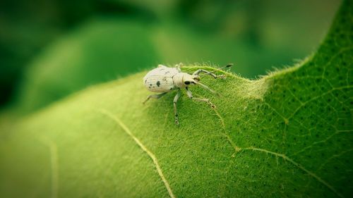 Close-up of insect on leaf