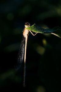 Close-up of insect