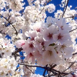 Low angle view of pink flowers blooming on tree