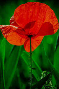 Close-up of red flower