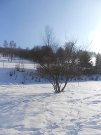 Bare trees on snow covered landscape