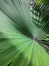 Full frame shot of leaves