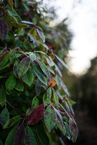 Close-up of fresh green plant