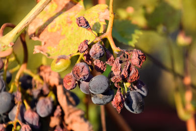 Close-up of berries on plant