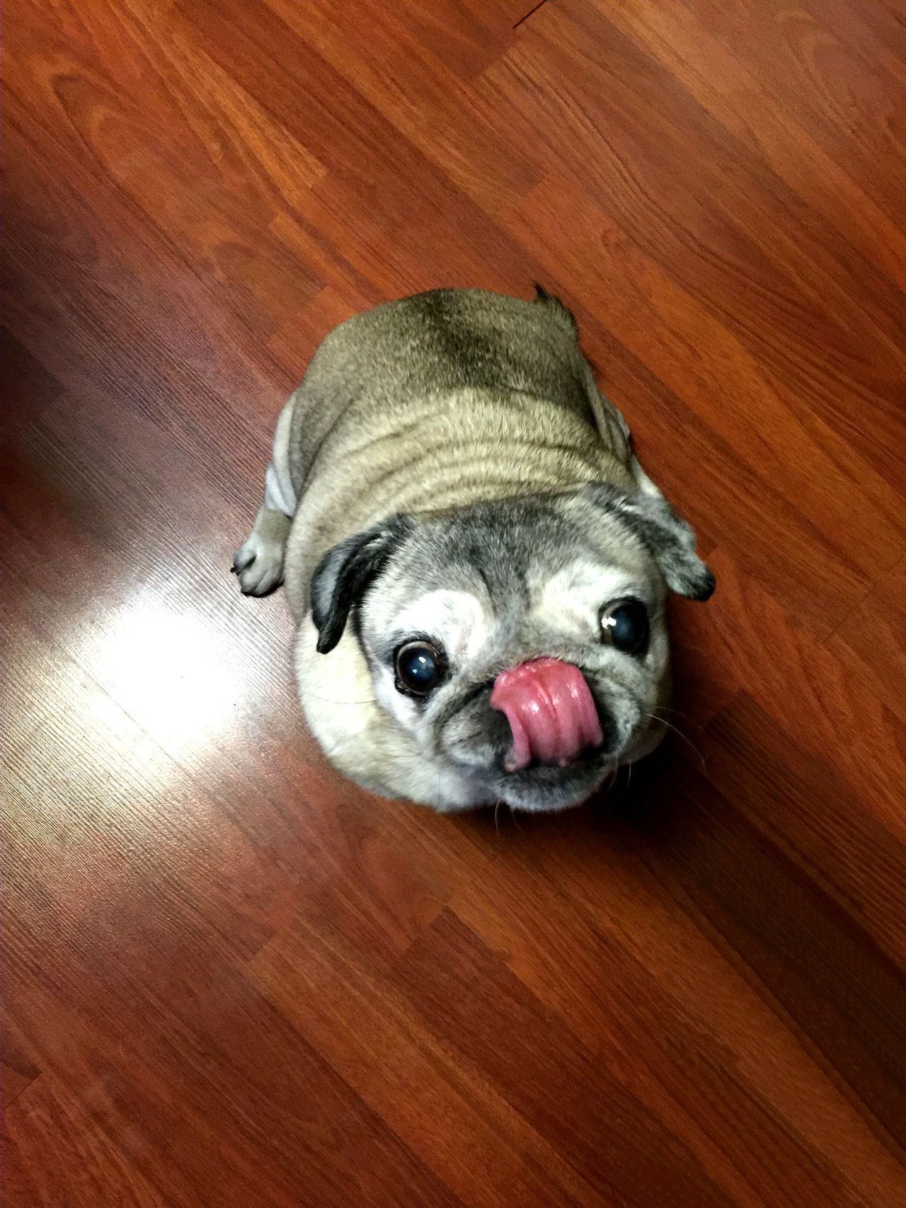 Hungry pug