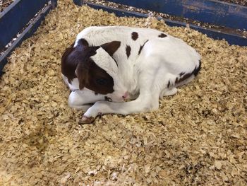 High angle view of puppy relaxing outdoors