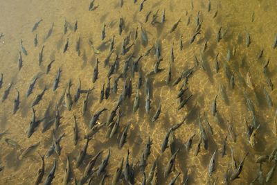 High angle view of fish underwater