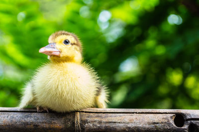 Close-up of a chicken