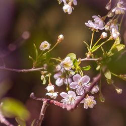 Close-up of white cherry blossom tree