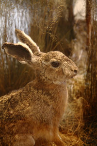 Close-up of an animal on field