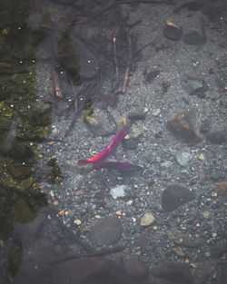 High angle view of fish swimming in water