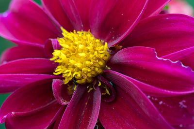 Close-up of pink flower
