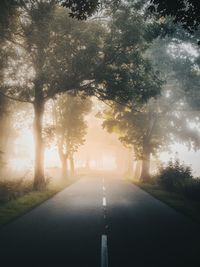 Empty road amidst trees during foggy weather