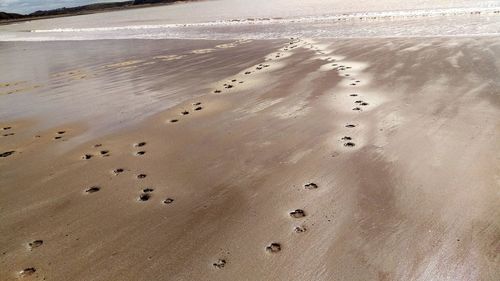 Close-up of birds on beach against sky