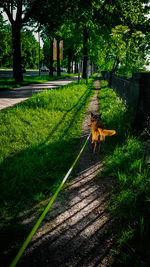 Dog relaxing on footpath