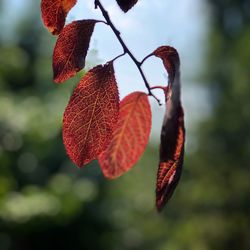 Close-up of red leaves on branch