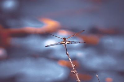 Close-up of dry plant against sky