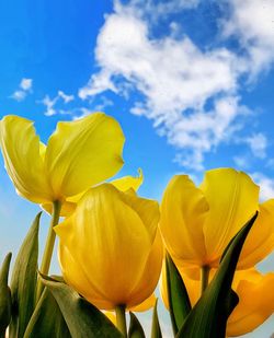 Low angle view of yellow flowering plant against blue sky