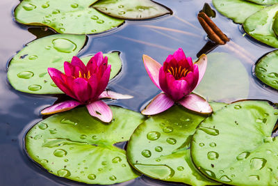 Close-up of lotus water lily