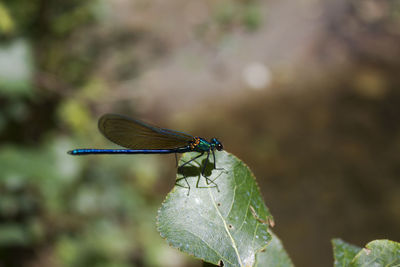 Close-up of dragonfly on leaf