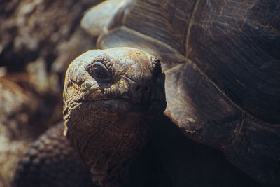 Close-up of turtle