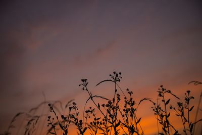 Low angle view of silhouette plants against sky during sunset