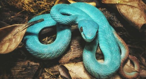 High angle view of rare venomous snake, trimeresurus insularis blue type