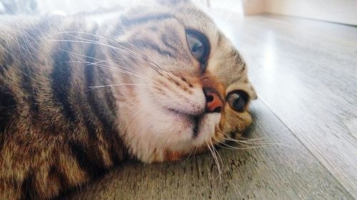 Close-up portrait of a dog