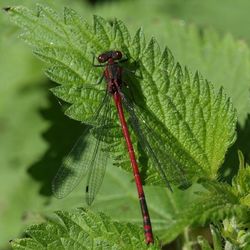 Close-up of insect on leaf