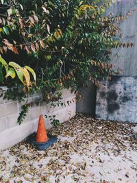 Plants growing on wall