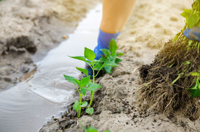 A farmer is planting fresh seedlings of pepper in a field. growing organic vegetables. agriculture