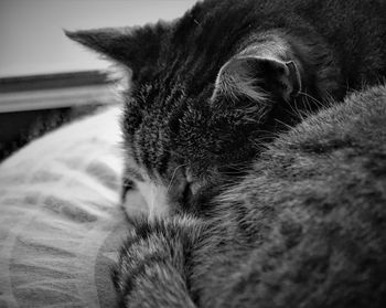 Close-up of cat sleeping