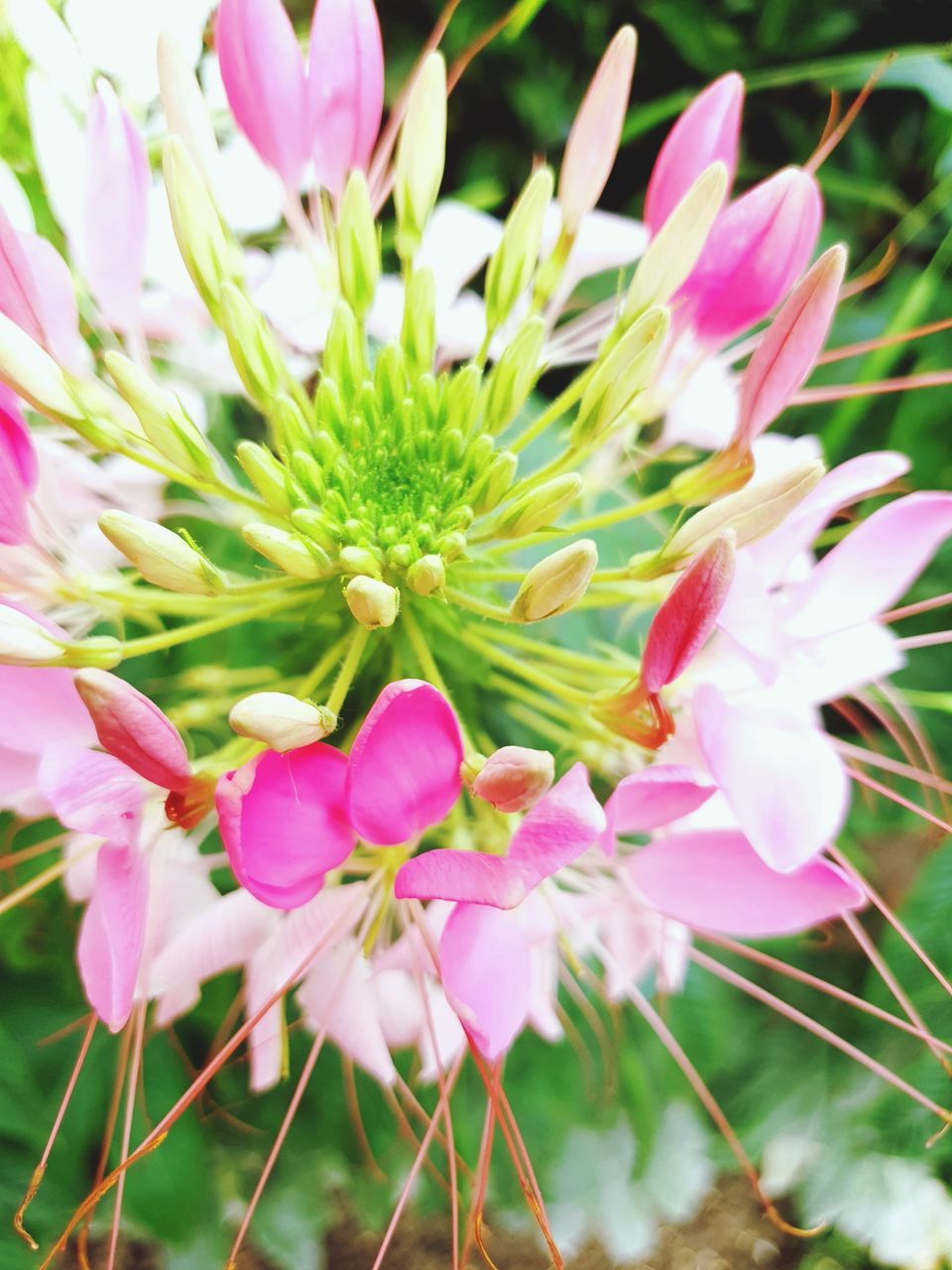 CLOSE-UP OF PINK FLOWER