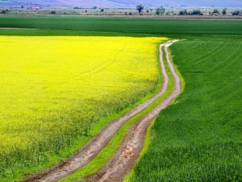 Scenic view of agricultural field