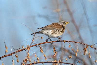 Low angle view of bird perching on branch