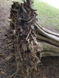 Close-up of tree roots on field