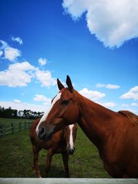 Horse standing in ranch against sky