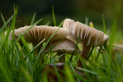 Close-up of mushroom growing on field