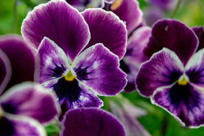 Close-up of purple flowering plant