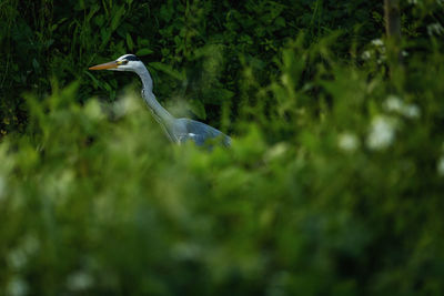 High angle view of gray heron on a land