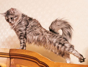 Portrait of tabby cat against gray background