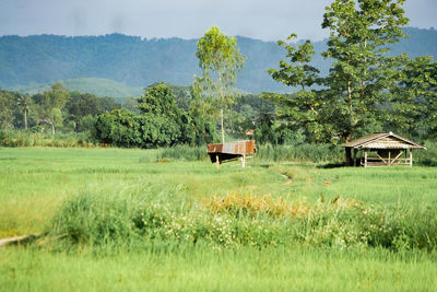 Scenic view of agricultural field against sky