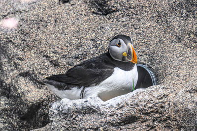 High angle view of bird on rock