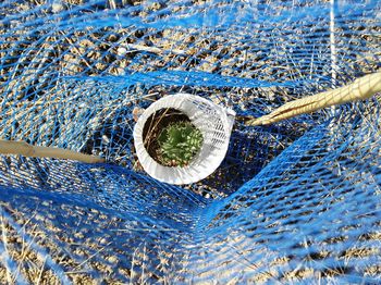 High angle view of patterned plant